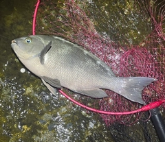 クチブトグレの釣果