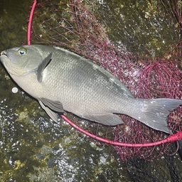 クチブトグレ