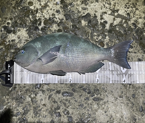 クチブトグレの釣果