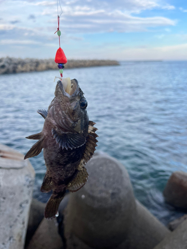 ギンポの釣果