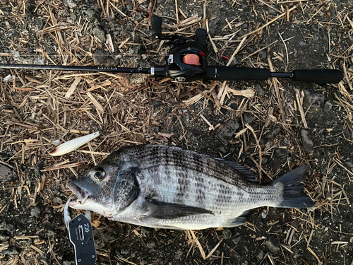 チヌの釣果