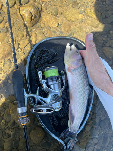 ケタバスの釣果