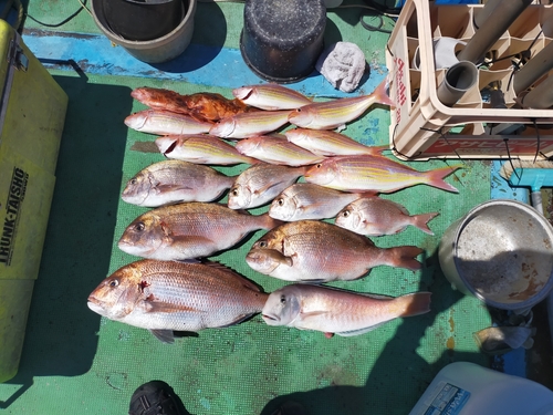 マダイの釣果