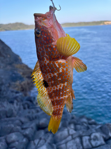 キジハタの釣果