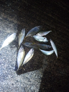 アジの釣果