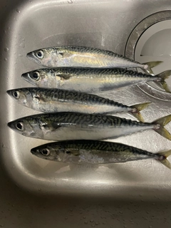 サバの釣果