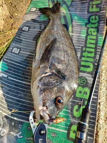 チヌの釣果