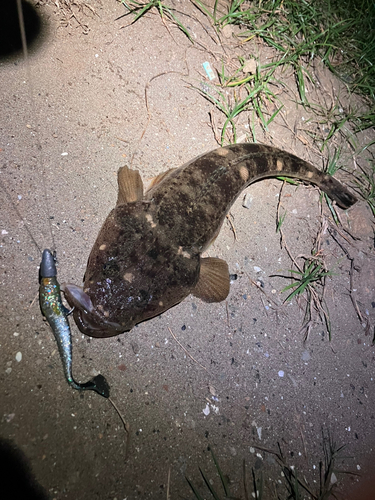 マゴチの釣果