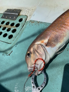 シロアマダイの釣果