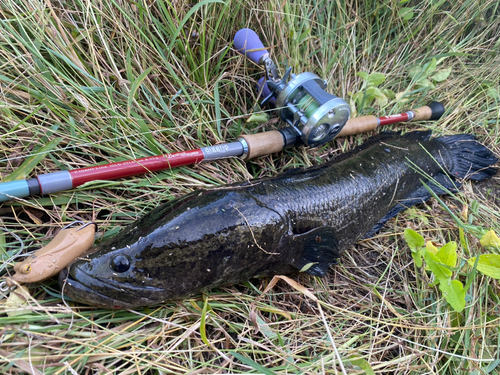 ライギョの釣果