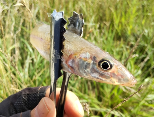 シロギスの釣果