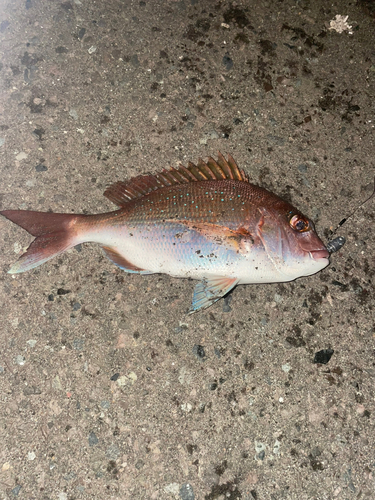 タイの釣果