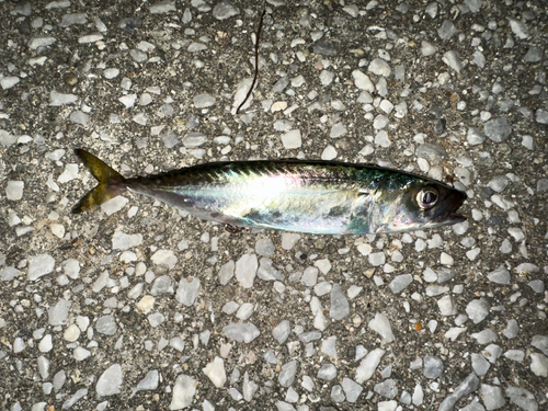 サバの釣果