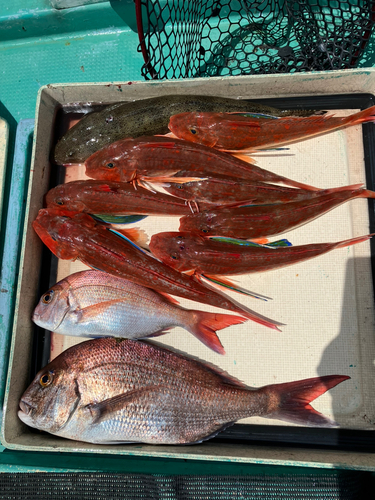 マダイの釣果