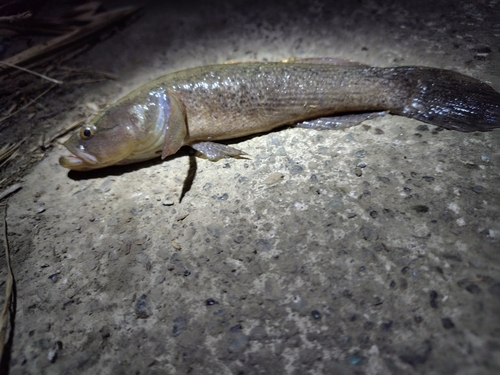 カワアナゴの釣果