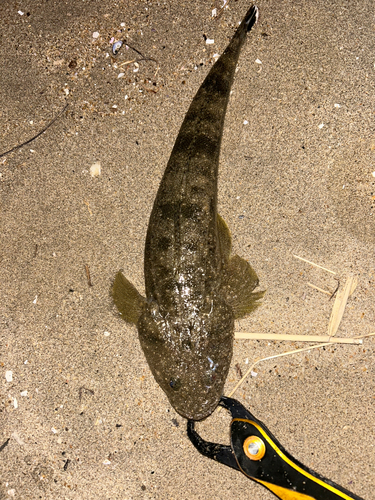 マゴチの釣果