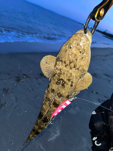 マゴチの釣果