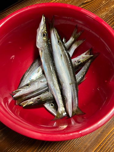 カマスの釣果