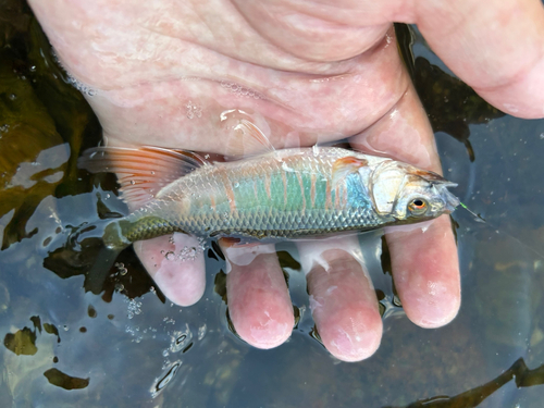 オイカワの釣果