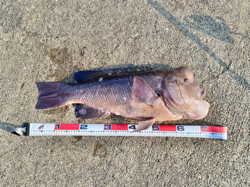 コブダイの釣果