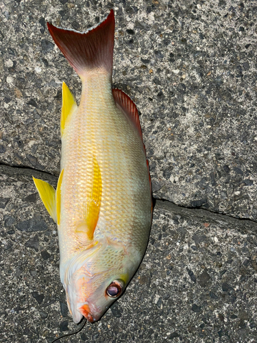 オキフエダイの釣果