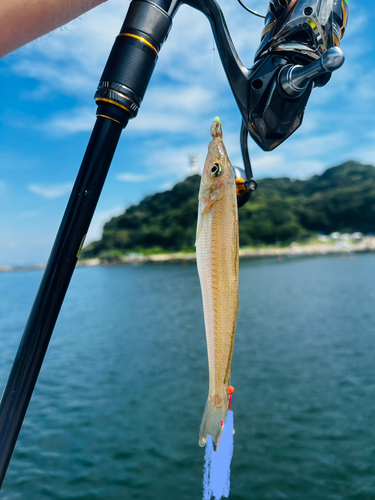 シロギスの釣果