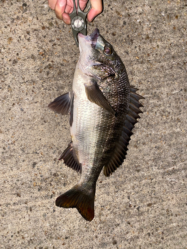 チヌの釣果