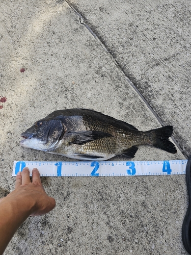 クロダイの釣果