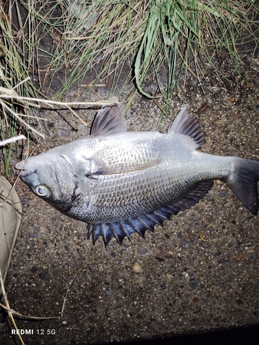 チヌの釣果