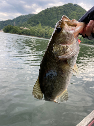 ラージマウスバスの釣果