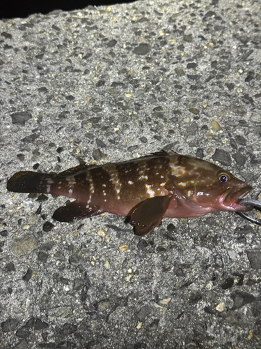 アコウの釣果