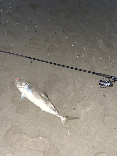 メジロの釣果