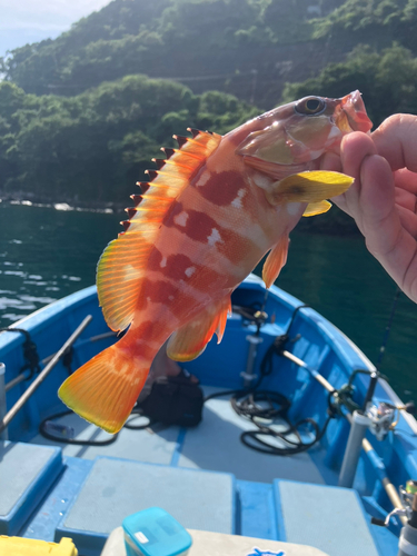 アカハタの釣果