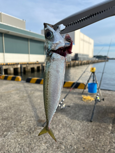 サバの釣果