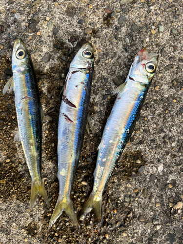 ウルメイワシの釣果