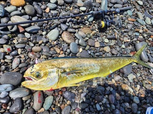 シイラの釣果