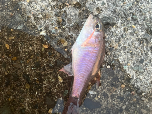 ネンブツダイの釣果