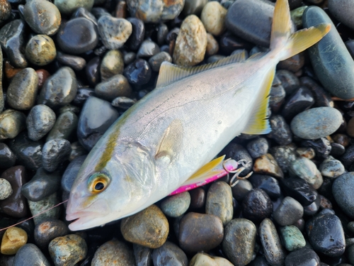 ショゴの釣果