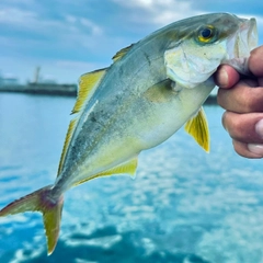 ショゴの釣果