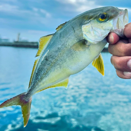 ショゴの釣果