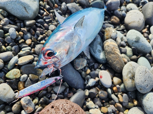 ソウダガツオの釣果