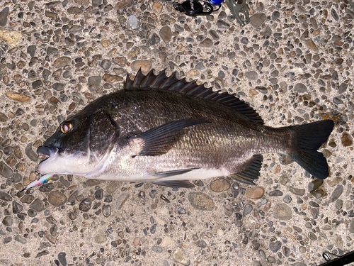 チヌの釣果