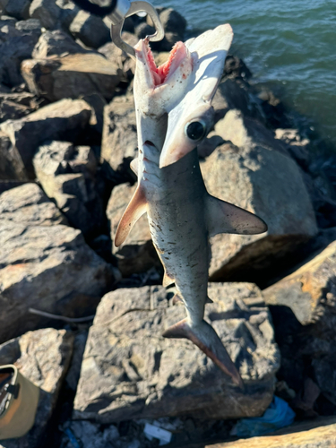 ハンマーヘッドシャークの釣果