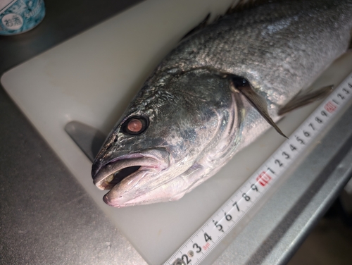 イシモチの釣果