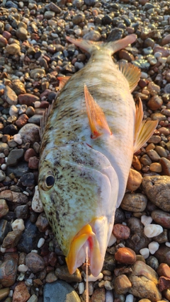 ムネアカクチビの釣果