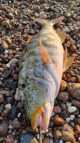 ムネアカクチビの釣果