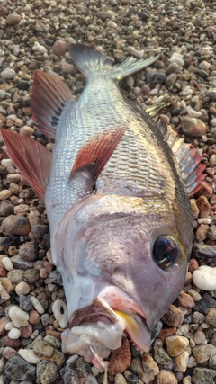 ヨコシマクロダイの釣果