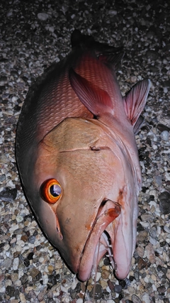 バラフエダイの釣果