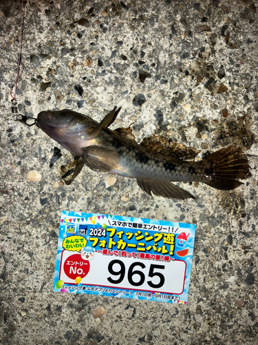 ウロハゼの釣果