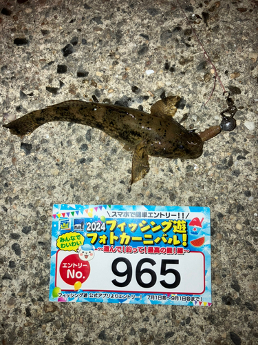 ウロハゼの釣果